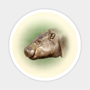 Pygmy hippopotamus Magnet